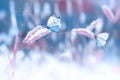 Beautiful butterflies in the snow on the wild grass on a blue and pink background. Snowfall Artistic winter christmas natural imag Royalty Free Stock Photo