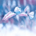 Beautiful butterflies in the snow on the wild grass on a blue and pink background. Snowfall Artistic winter christmas natural imag