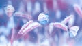 Beautiful butterflies in the snow on the wild grass on a blue and pink background. Snowfall Artistic winter christmas natural imag