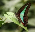 The beautiful butterflies of the Tun Abdul Razak Heritage Park, Kuala Lumpur, Malaysia