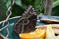 A beautiful butterfly Royalty Free Stock Photo