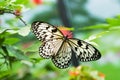 Beautiful butterfly Royalty Free Stock Photo