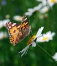 Beautiful butterfly Royalty Free Stock Photo