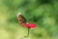 Butterfly that absorbs flower nectar Royalty Free Stock Photo