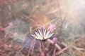 Beautiful butterfly Admiral drinking nectar from a flower in a soft focus . tinted in pastel colors Royalty Free Stock Photo