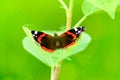 Butterfly Admiral sits on a branch of a bush. Royalty Free Stock Photo