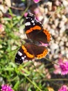 A beautiful butterfly Admiral on a sunny day in Saski Garden in Warsaw