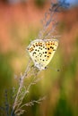 Beautiful butterfly sitting on flower and feeding. Macro detail of tiny creature. Spring season, Czech republic Royalty Free Stock Photo