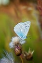 Beautiful butterfly sitting on flower and feeding. Macro detail of tiny creature. Spring season, Czech republic Royalty Free Stock Photo