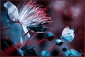 Beautiful butterfly against a tropical white flower. Blue and coral color. Natural summer and spring artistic macro image.