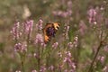 Aglais urticae sitting on the heathe