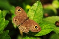 beautiful butterfly animal on green leaves nature image, macro photography Royalty Free Stock Photo