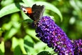 Beautiful butterfly,attracted by the aroma, perched on a blue flower . Royalty Free Stock Photo