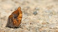 Beautiful Butterfly, Autumn Leaf, Doleschallia bisaltide Royalty Free Stock Photo