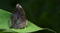 Beautiful Butterfly, Autumn Leaf, Doleschallia bisaltide Royalty Free Stock Photo