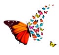 Beautiful butterfly background. Royalty Free Stock Photo