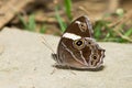 Beautiful Butterfly - Banded Tree Brown