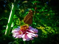 Beautiful butterfly on the beautiful flower