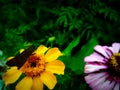 Beautiful butterfly on the beautiful flower