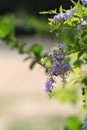 A beautiful butterfly and beautiful violet flowers.