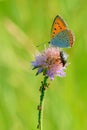 Butterfly, beetle and ants on flower Royalty Free Stock Photo