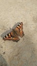 Beautiful butterfly black and brown butterfly