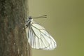 Beautiful butterfly, the black-veined white Aporia crataegi Royalty Free Stock Photo