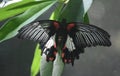 Beautiful Butterfly With Black, White and Red Wings Open Royalty Free Stock Photo