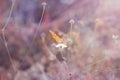 Beautiful butterfly on a blade of grass in the forest . fabulous toning and soft focus