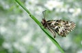 Beautiful butterfly on a blade of grass. spring butterflies. southern festoon. copy spaces. Royalty Free Stock Photo