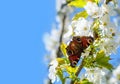 Beautiful butterfly and blooming sweet cherry branch Royalty Free Stock Photo