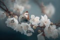 Beautiful butterfly on a blooming tree branches close-up. Spring nature. Delicate white flowers macro. Apple blossoms