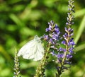 White butterfly on blue flower, Lithuania Royalty Free Stock Photo