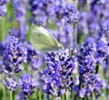 Yellow butterfly on blue levander flower, Lithuania Royalty Free Stock Photo