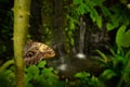 Beautiful butterfly Blue Morpho, Morpho peleides, in habitat, with dark forest and waterfall, Costa Rica Royalty Free Stock Photo