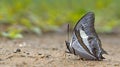 Beautiful Butterfly, Blue Nawab, Polyura schreiber Royalty Free Stock Photo