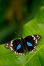 Beautiful butterfly Blue Pansy, Junonia oenone, insect in the nature habitat, green leave, Uganda, Africa. Black and blue butterfl Royalty Free Stock Photo