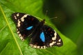 Beautiful butterfly Blue Pansy, Junonia oenone, insect in the nature habitat, red and yellow liana flower, Uganda, Africa. Black Royalty Free Stock Photo