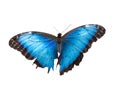 Beautiful butterfly with blue shimmering wings closeup