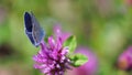 Beautiful butterfly with blue wings sits on field pink flower