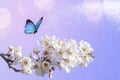 Beautiful butterfly, branch blossoming cherry, lilac background macro. Artistic image nature, cherry flower, copy space