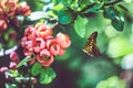 Beautiful butterfly and branch of blossoming tree, Pink buds on a gently green background and beautiful butterfly, Royalty Free Stock Photo