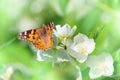 Beautiful butterfly Royalty Free Stock Photo