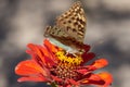 Beautiful butterfly on a bright red flower. Royalty Free Stock Photo