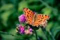 Beautiful butterfly and bumblebee sitting on the flower Royalty Free Stock Photo