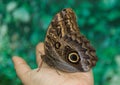 Beautiful butterfly Caligo Memnon sitting on the hand Royalty Free Stock Photo