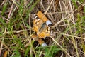 A beautiful butterfly called painted lady sitting between cigarette butts a concept of environmental pollution and beauty in Royalty Free Stock Photo