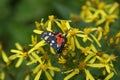 Beautiful butterfly Callimorpha dominula on yellow flowers