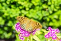 Beautiful butterfly on a carnation & x28; Dianthus barbatus& x29; flower in a garden