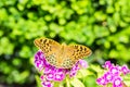 Beautiful butterfly on a carnation & x28; Dianthus barbatus& x29; flower in a garden